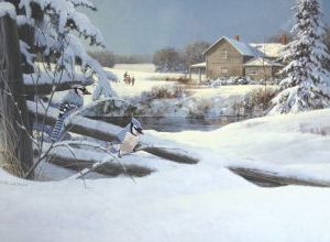 Let’s Go Blue Jays