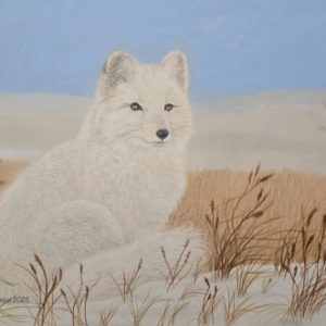 Arctic Fox