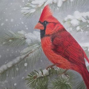 Cardinal