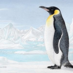 Penguin